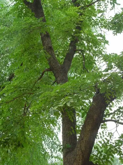 青灯黄卷话黄柏