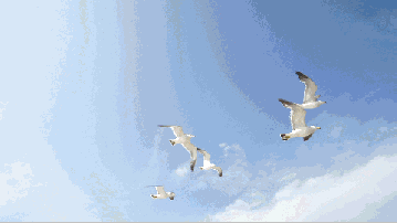 359_202gif 动态图 动图