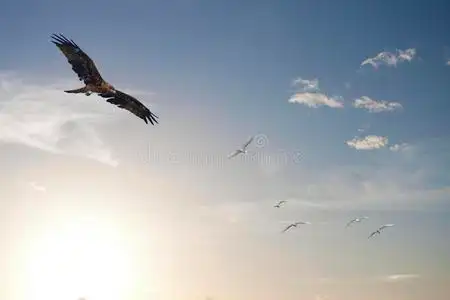 大鹏展翅自由飞翔,展翅飞翔照片