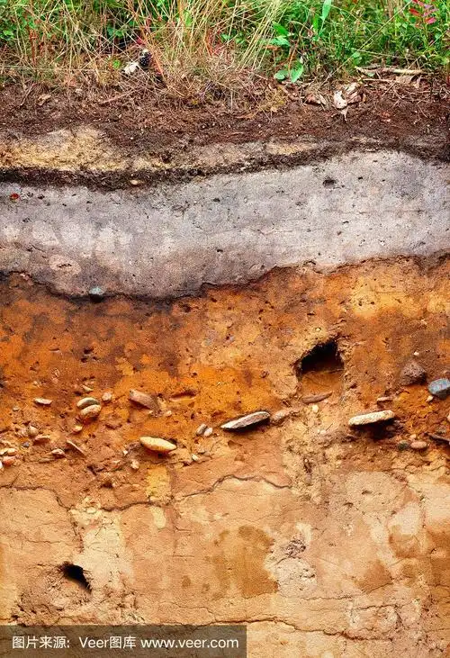 德国西北部比朋附近灰化土或spodosol的土壤剖面