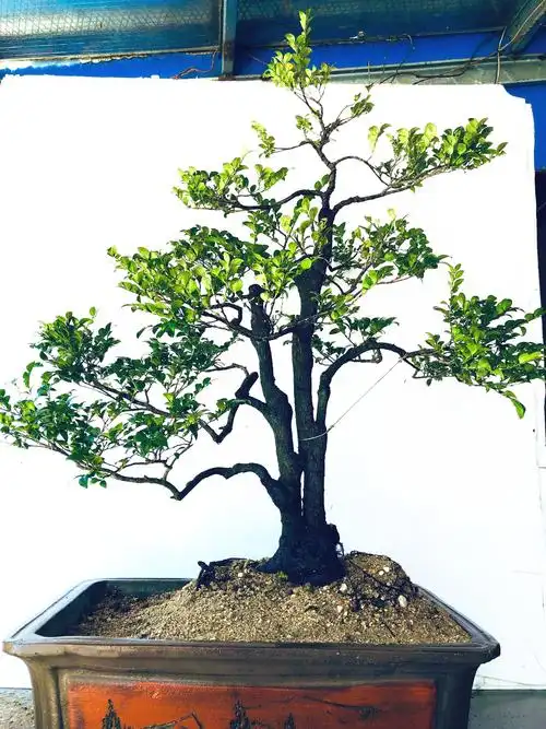 小叶紫檀树桩盆景植物花卉盆栽办公办公室室内绿植