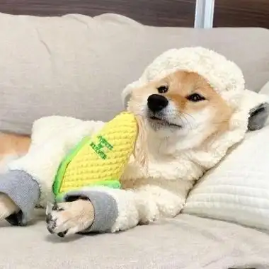 可爱狗狗头像呆萌