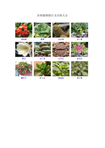 多肉植物图片及名称大全.doc