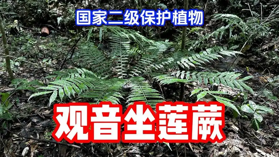 观音坐莲蕨(国家二级保护植物),在野外看到千万不能挖