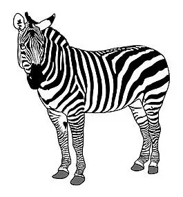 斑马动物剪影