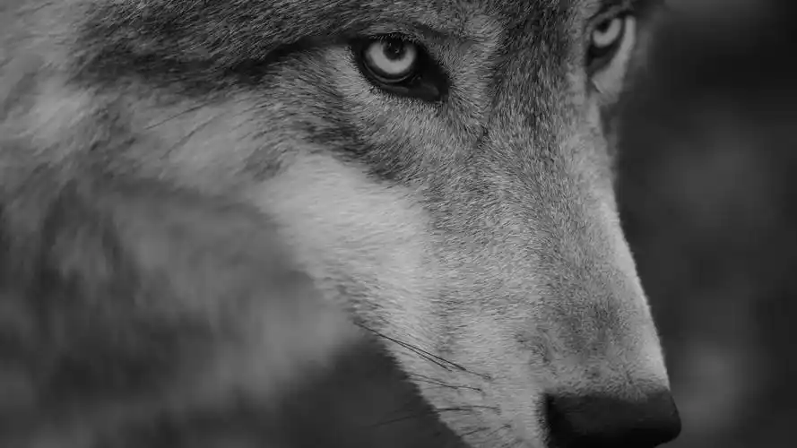 电脑壁纸 动物 霸气血性的狼