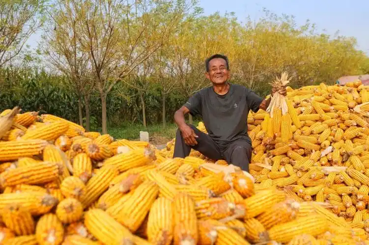 玉米飘香丰收景颗粒归仓秋收忙