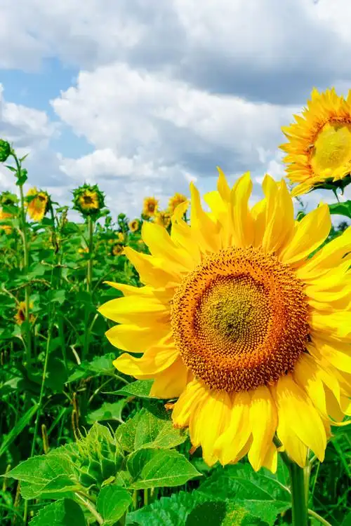 漂亮的向日葵 图片素材下载-花草树木-生物世界-图片素材 - 集图网