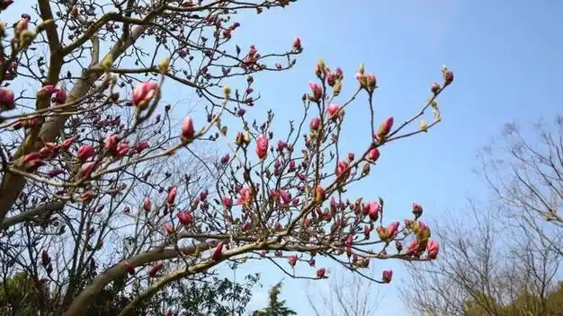 风动暗香浓,金山这里的玉兰花开美了|玉兰树_网易订阅