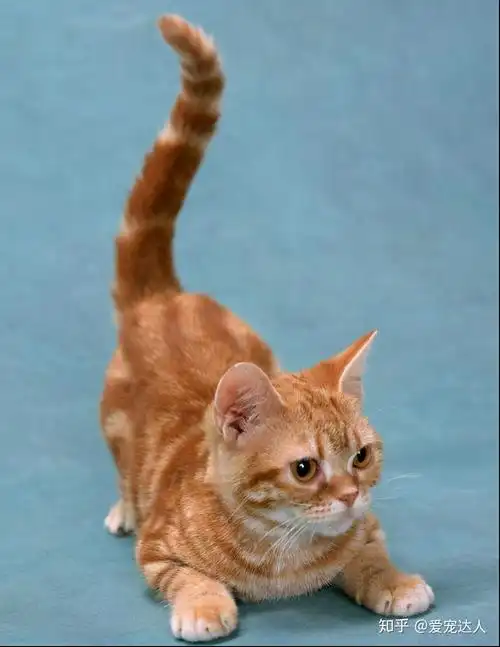 爱宠达人 现在好像人们更青睐各种不同品种的外来猫,而忽视了我们的