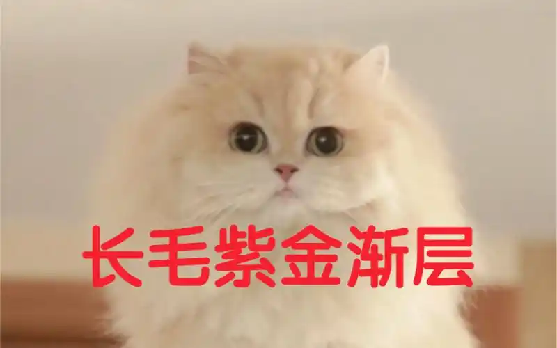 这种品相的长毛紫金渐层多少钱入手合适?