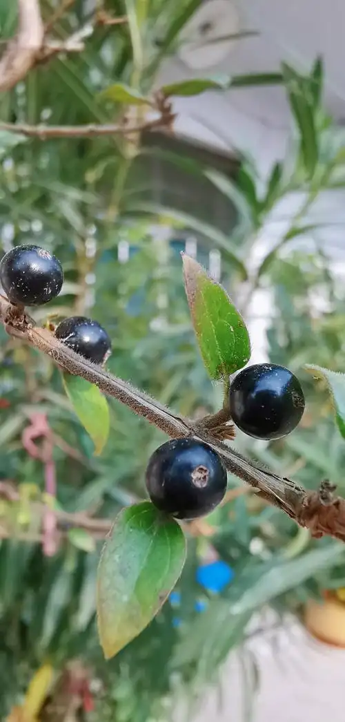 邳州农村见闻大雪