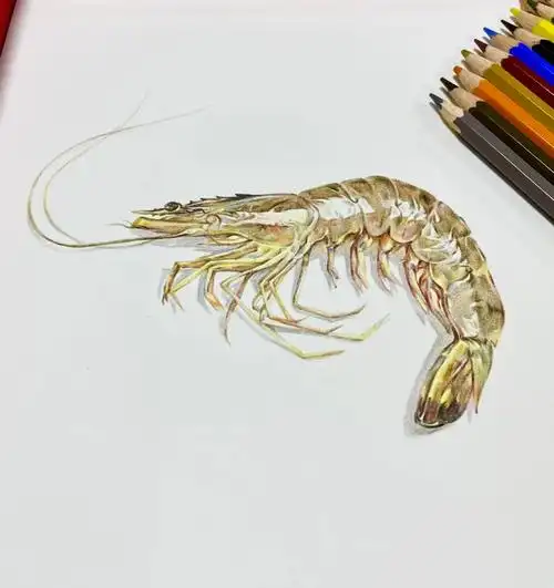 分享彩铅画虾的步骤图