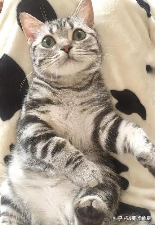 这个是虎斑看起来纯吗以后长大了的品相怎么样啊值那一千多块钱吗