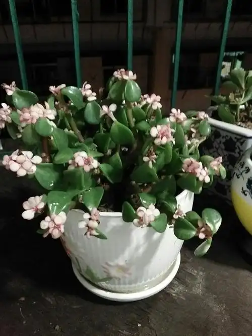 想问花花;这盆花叫金枝玉叶吗?是否有毒?是室内花吗?