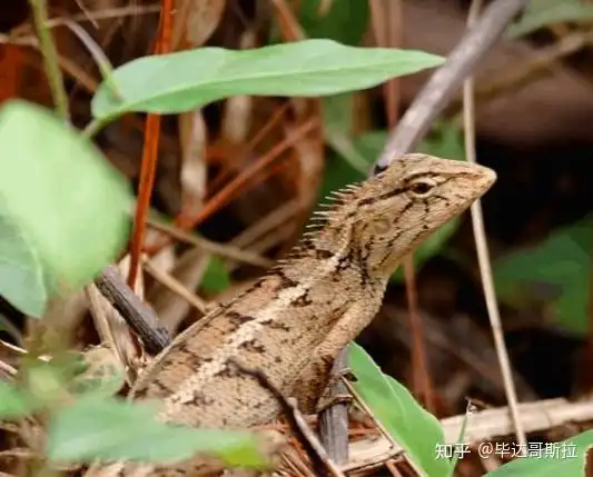 广州路边看到的这种蜥蜴是什么品种? - 知乎