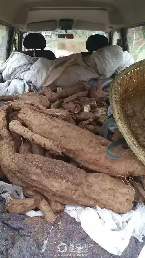 楚雄州内大量收购新鲜葛根,越大越好,上门收购.