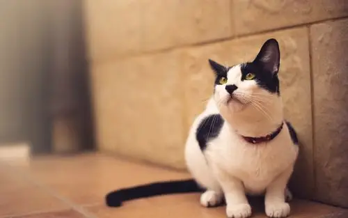 壁纸 家养宠物,白色黑猫,房间 1920x1200 hd 高清壁纸, 图片, 照片