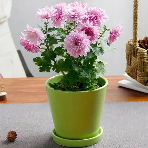 女王菊花盆栽雏多头菊带花绿植花卉盆子随机