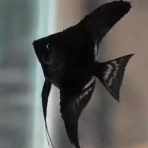 墨燕神仙鱼特大宽鳍德系燕尾虎头拉丝黑神仙淡水热带观赏鱼包包损