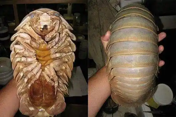 巨型木虱,又被称之为大王具足虫,是海洋中最为古老的一种脚类动物,据