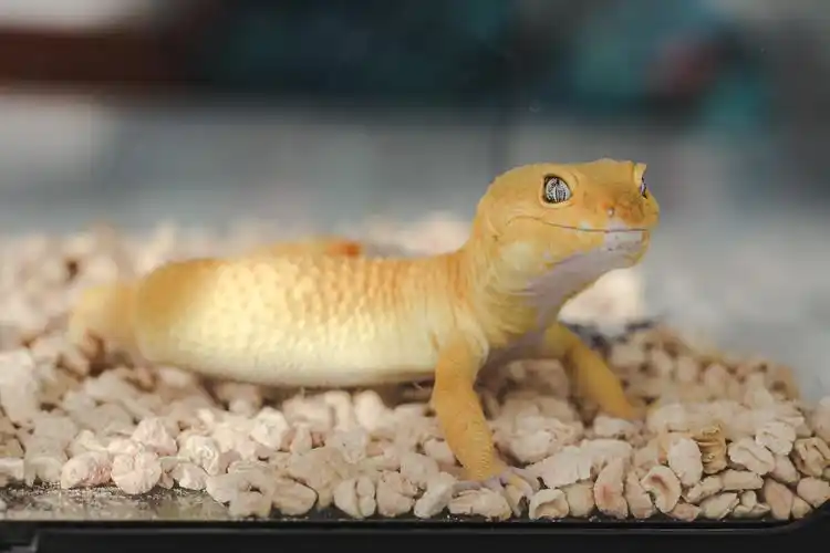 2020宠物|微笑蜥蜴/豹纹守宫 - 摄影师奔奔 - 图虫
