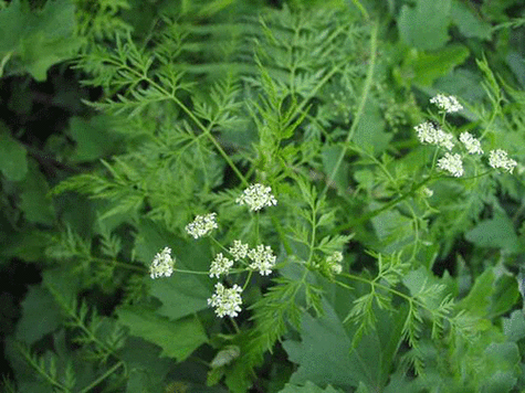 前胡的功效与作用