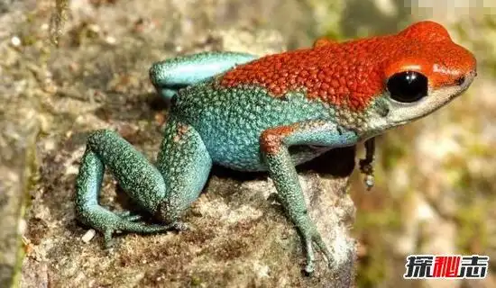 世界最毒青蛙红带箭毒蛙瞬间可毒死2万只老鼠剧毒无解