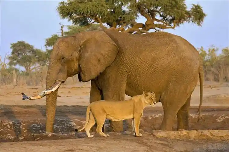 非洲_灌木_大象_非洲象_雌狮_狮子_萨维提_水坑_乔贝国家公园
