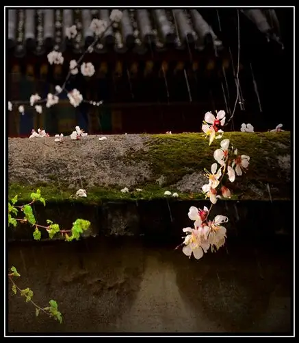 一支红杏出墙来