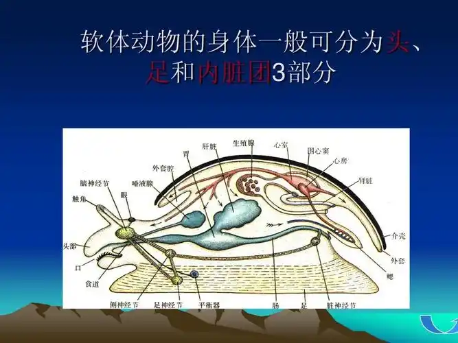 软体动物的身体一般可分为头, 足和内脏团3部分