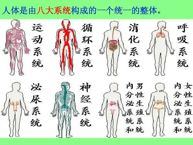 人体是由八大系统构成的一个统一的整体.