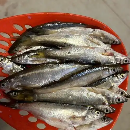 新鲜小白条鱼小河鱼小杂鱼餐条鱼现杀新鲜二三王牛中号白条一斤30条50