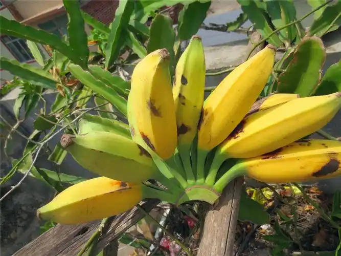 广西蕉大西牛芭蕉牛角蕉板特产5斤大果新鲜香蕉