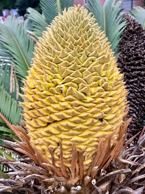 难得一见的铁树雌雄花