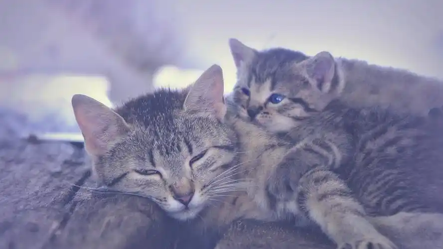 首页 动物与鸟 猫 小猫和母亲睡觉 壁纸 当前尺寸:1920x1080,你可以