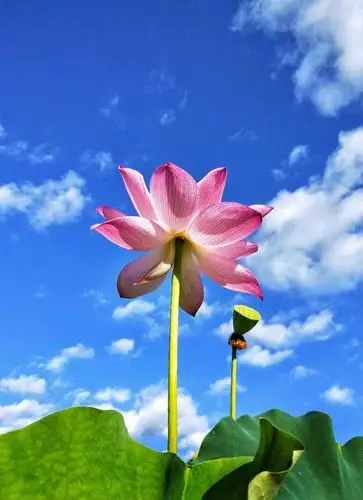 一支荷花惊艳三千