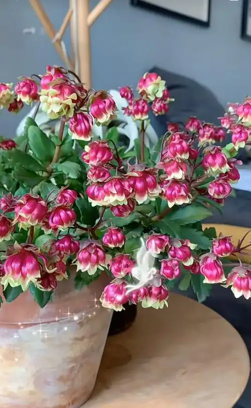 宫灯长寿花(宫灯长寿花有几个品种)-好运到装修网