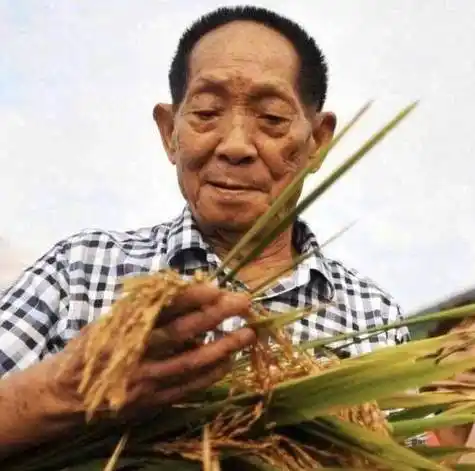 原创国士无双杂交水稻养活数亿人享誉全球世界欠袁隆平一个诺奖