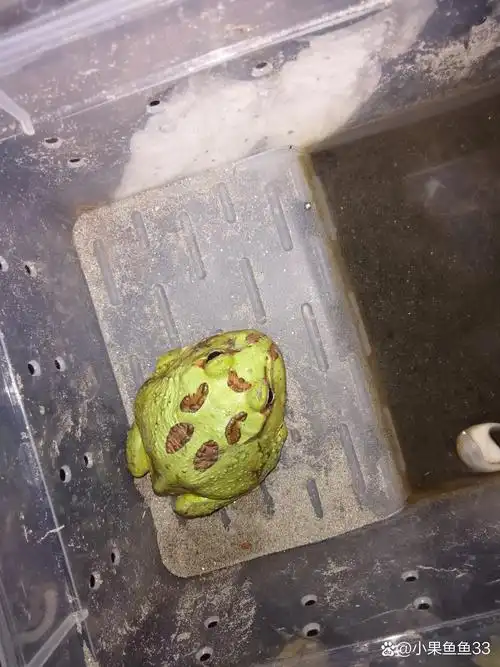 今天来介绍一下我的三只角蛙吧,那只绿角蛙叫帝王绿,五厘米,三个月大