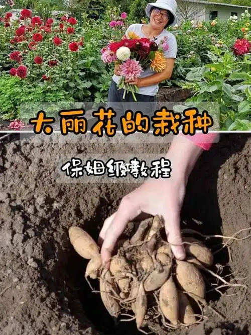 大丽花球根如何栽种?