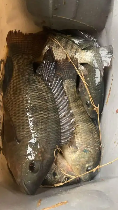 繁殖季,广东河道里罗非鱼躁动了起来,一两斤的大罗非随处可见