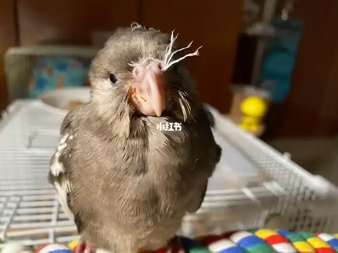的娃鼻孔里塞着一根白毛…笑喷了#鸟  #我的鸟  #玄凤鹦鹉  #黑牛玄凤