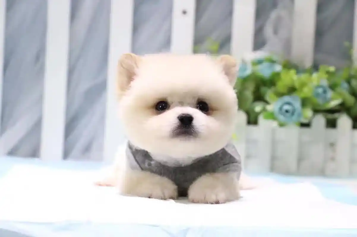 能放进茶杯里的狗狗,迷你可爱的茶杯犬了解一下吗