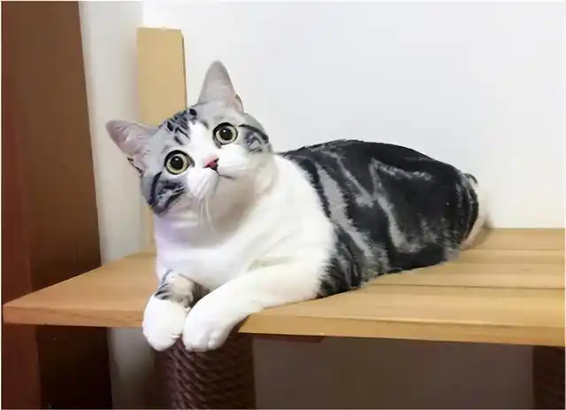 养美短猫的五个"缺点",看完你还会想养它吗