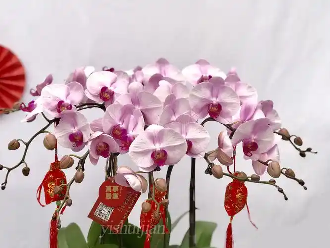 年宵花||安妮(蝴蝶兰)