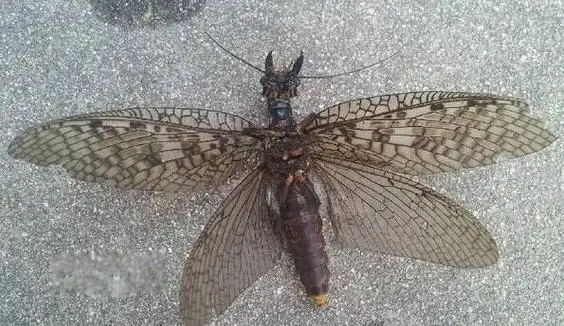 蛇蜻蜓的长颚有什么用?