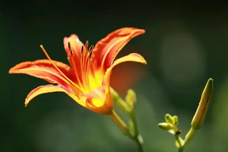 闲拍《忘忧草》