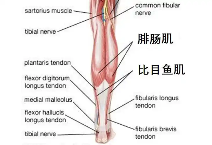 小腿肌群主要由2块肌肉组成:1. 腓肠肌(gastrocnemius)2.