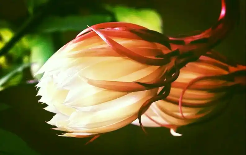 玉帝得知后大怒,把昙花变做一朵小花,让她在每天里只有一个时辰的开花